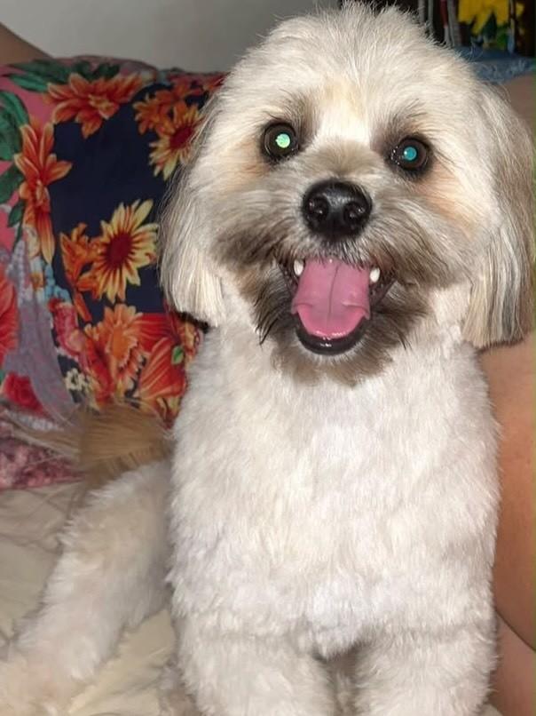 Whisky, cachorro de porte pequeno para adoção em Franca - SP — foto 2 de 3