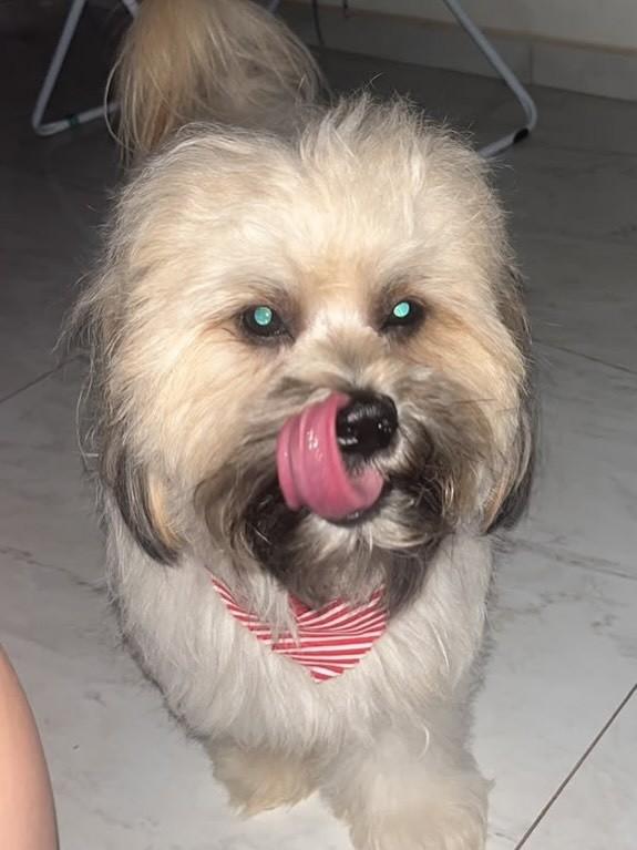 Whisky, cachorro de porte pequeno para adoção em Franca - SP — foto 3 de 3