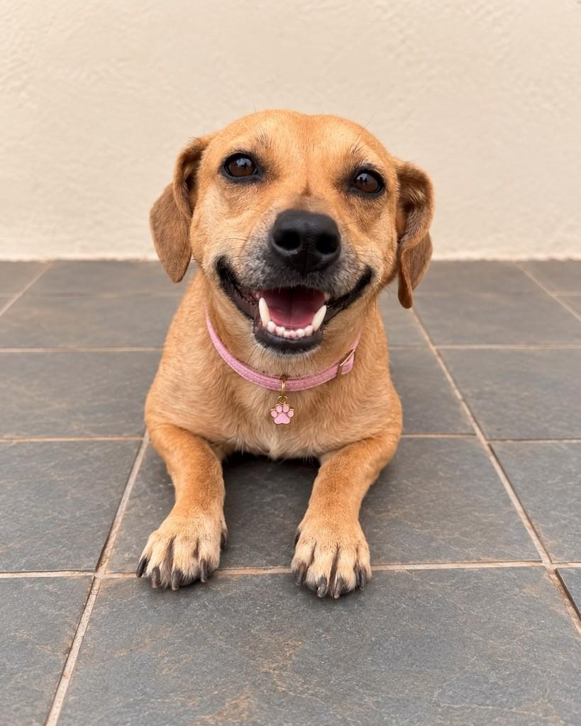 Liz, cadela de porte pequeno para adoção em Franca - SP — foto 3 de 3
