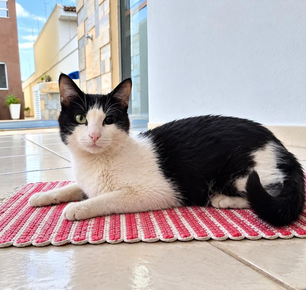 Banguela, gato de porte médio para adoção em Franca - SP