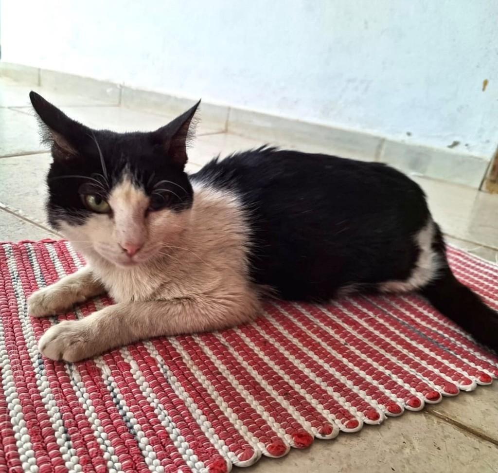 Banguela, gato de porte médio para adoção em Franca - SP — foto 2 de 2