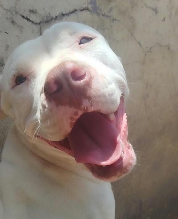 Kyara, cadela de porte grande para adoção em Franca - SP