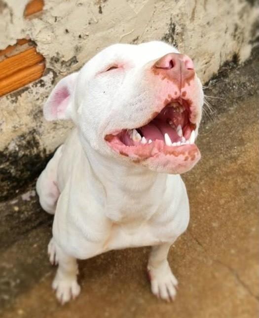 Kyara, cadela de porte grande para adoção em Franca - SP — foto 2 de 4