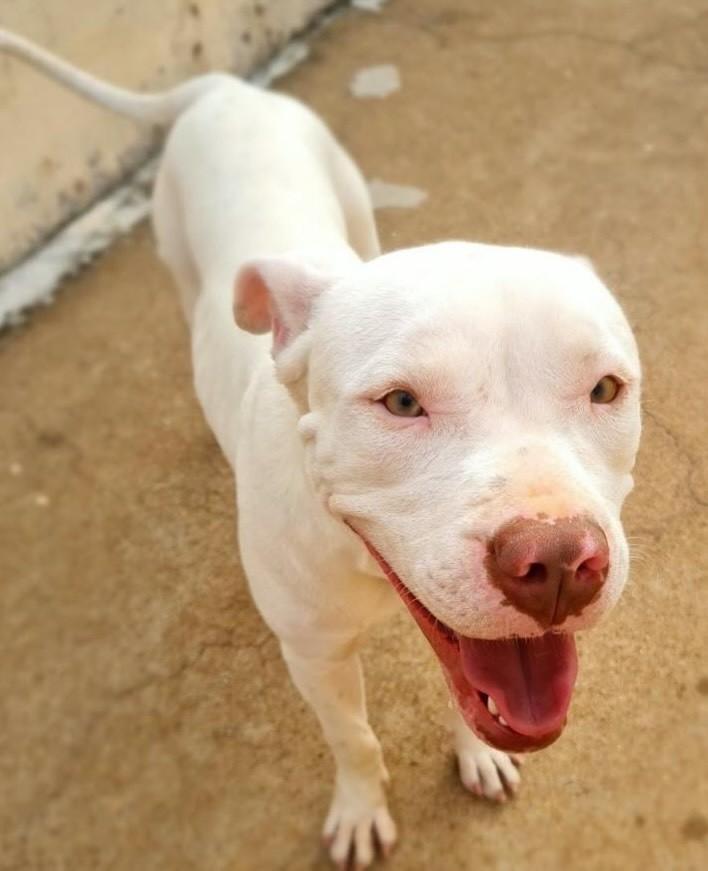 Kyara, cadela de porte grande para adoção em Franca - SP — foto 3 de 4