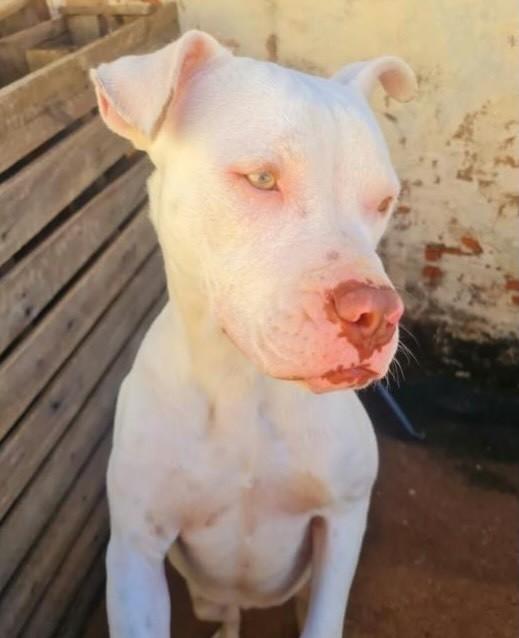 Kyara, cadela de porte grande para adoção em Franca - SP — foto 4 de 4