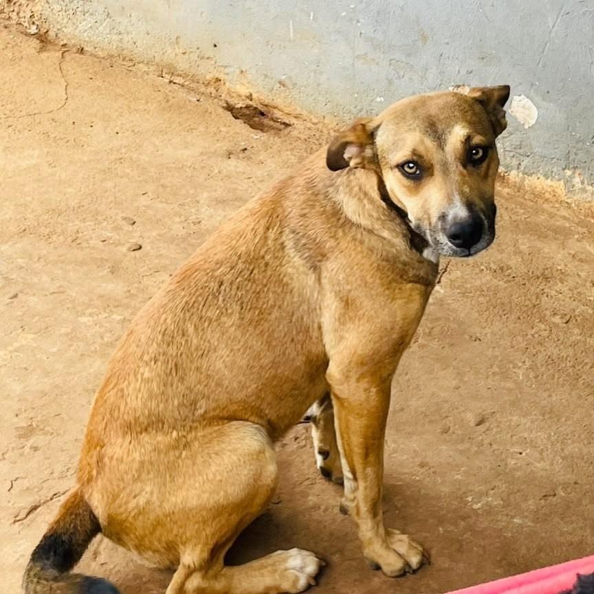 Marronzinha, cadela de porte médio para adoção em Franca - SP