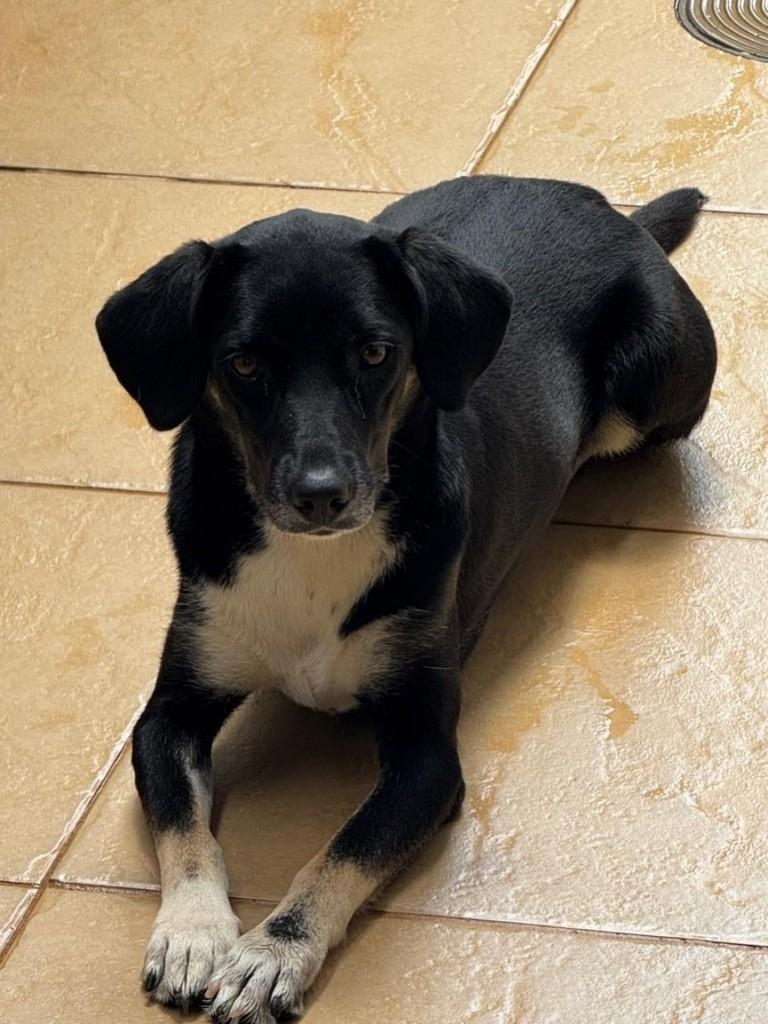 Estrela, cadela de porte pequeno para adoção em Franca - SP