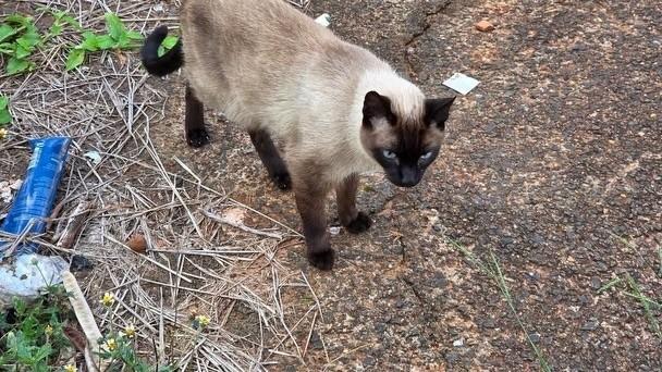 Mocinho, gato de porte pequeno para adoção em Bauru - SP