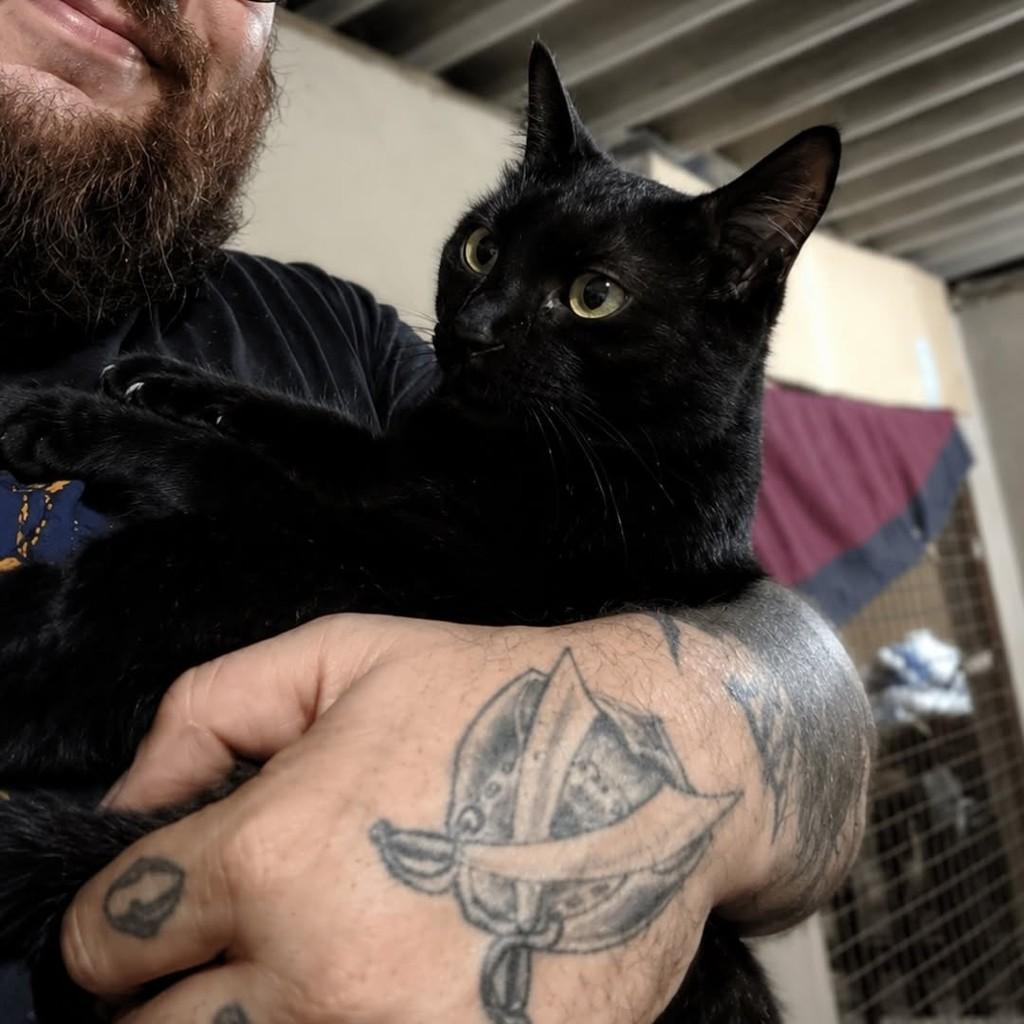 Milka, gata para adoção em Bauru - SP