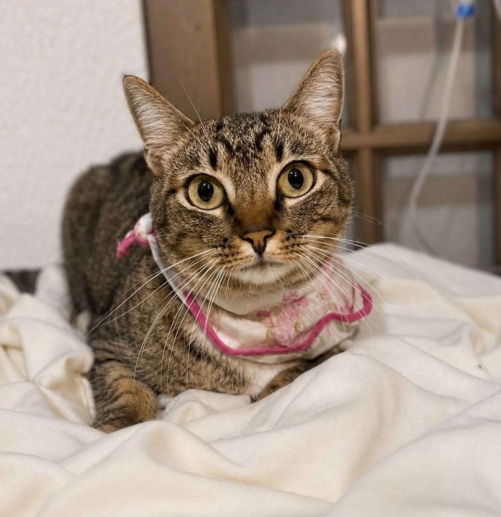 Lia, gato de porte pequeno para adoção em Bauru - SP