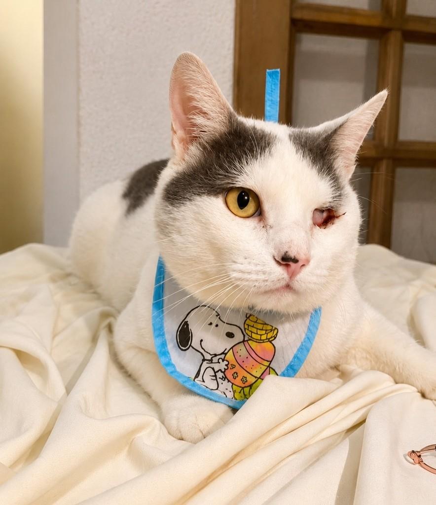 Chorão, gato de porte médio para adoção em Bauru - SP