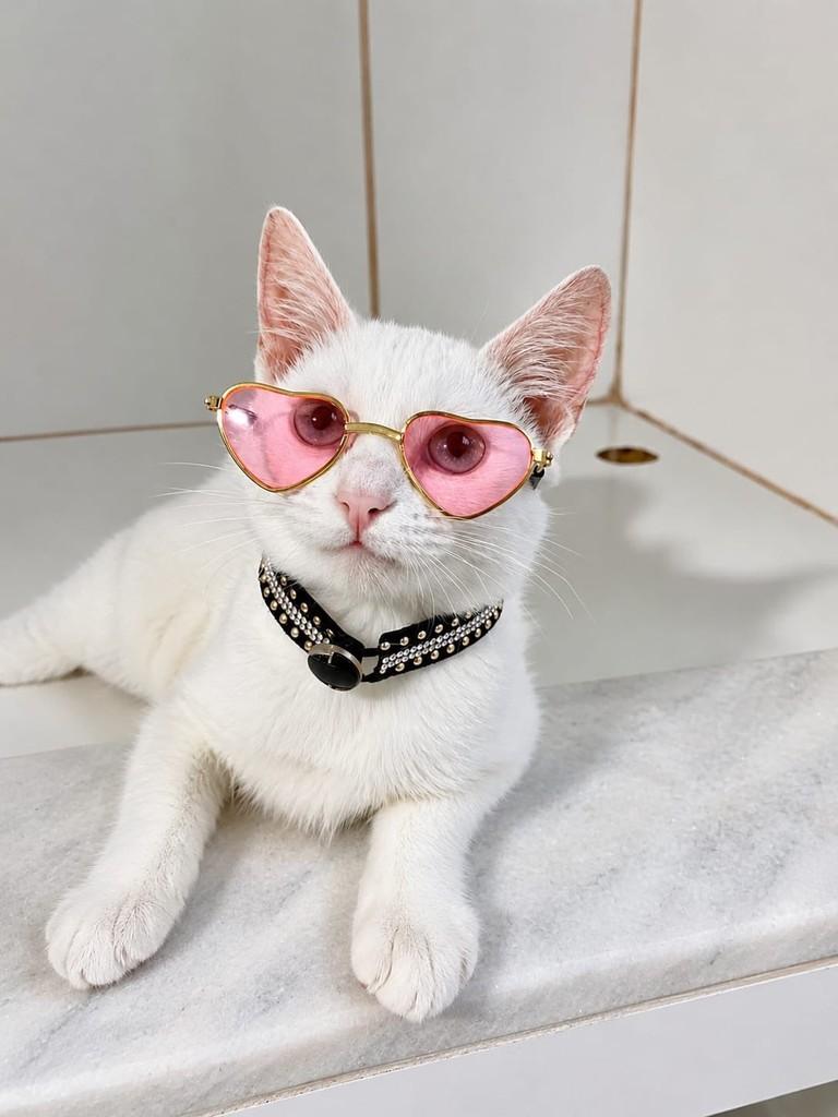 Dakota, gato de porte pequeno para adoção em Bauru - SP