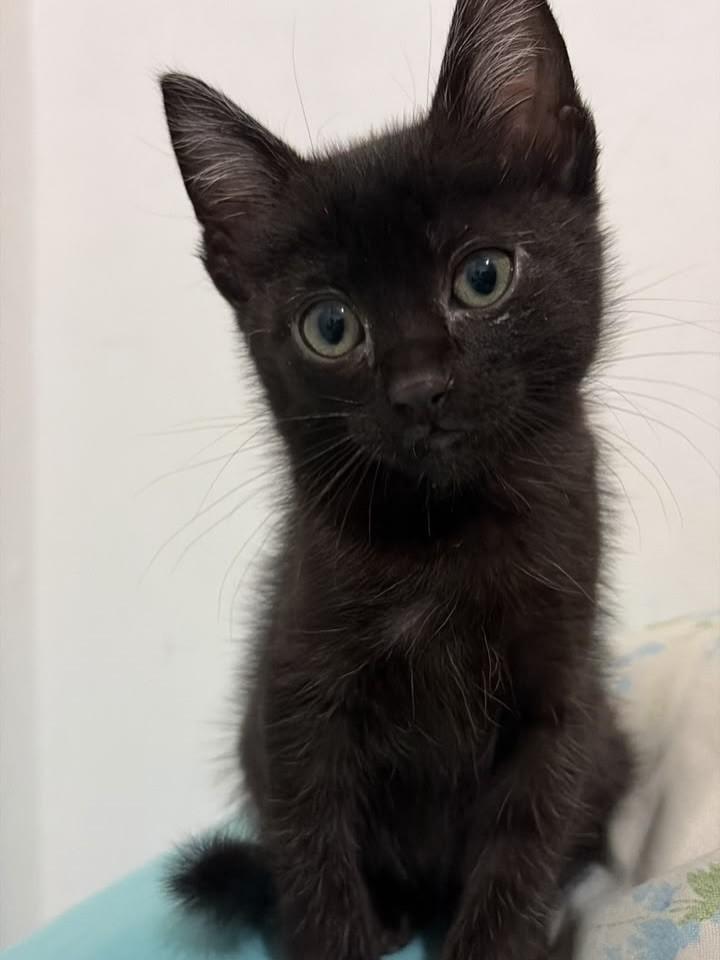 Fred, gato de porte pequeno para adoção em Bauru - SP