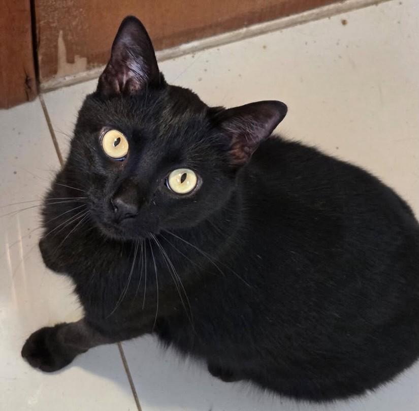 Nick, gato de porte pequeno para adoção em Bauru - SP