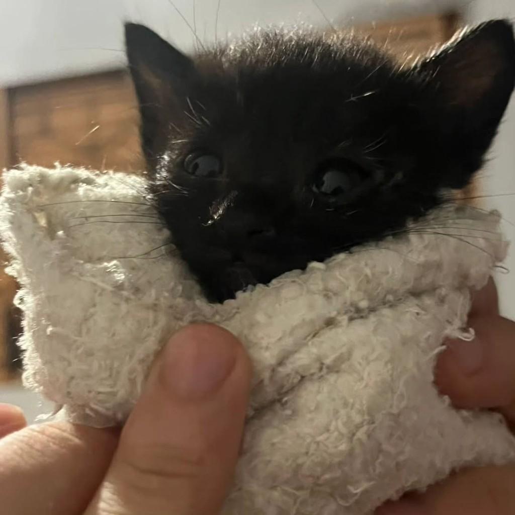 Morceguinha, gata para adoção em Bauru - SP