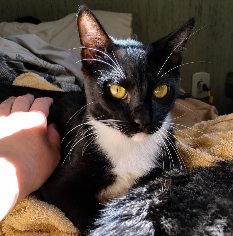 Apolo, gato para adoção em Bauru - SP