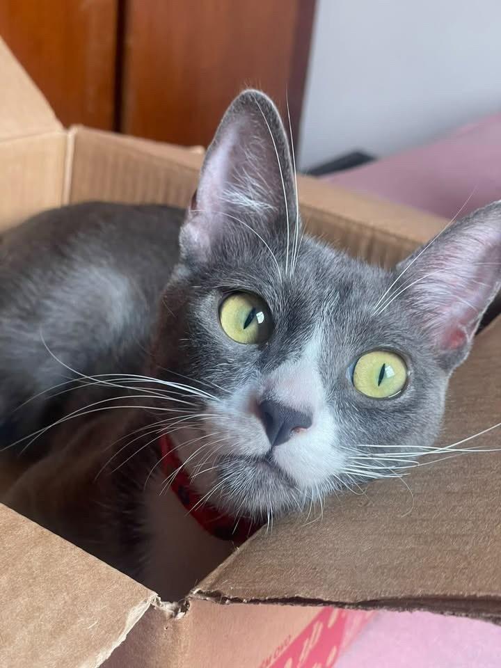 Sam, gato de porte pequeno para adoção em Bauru - SP