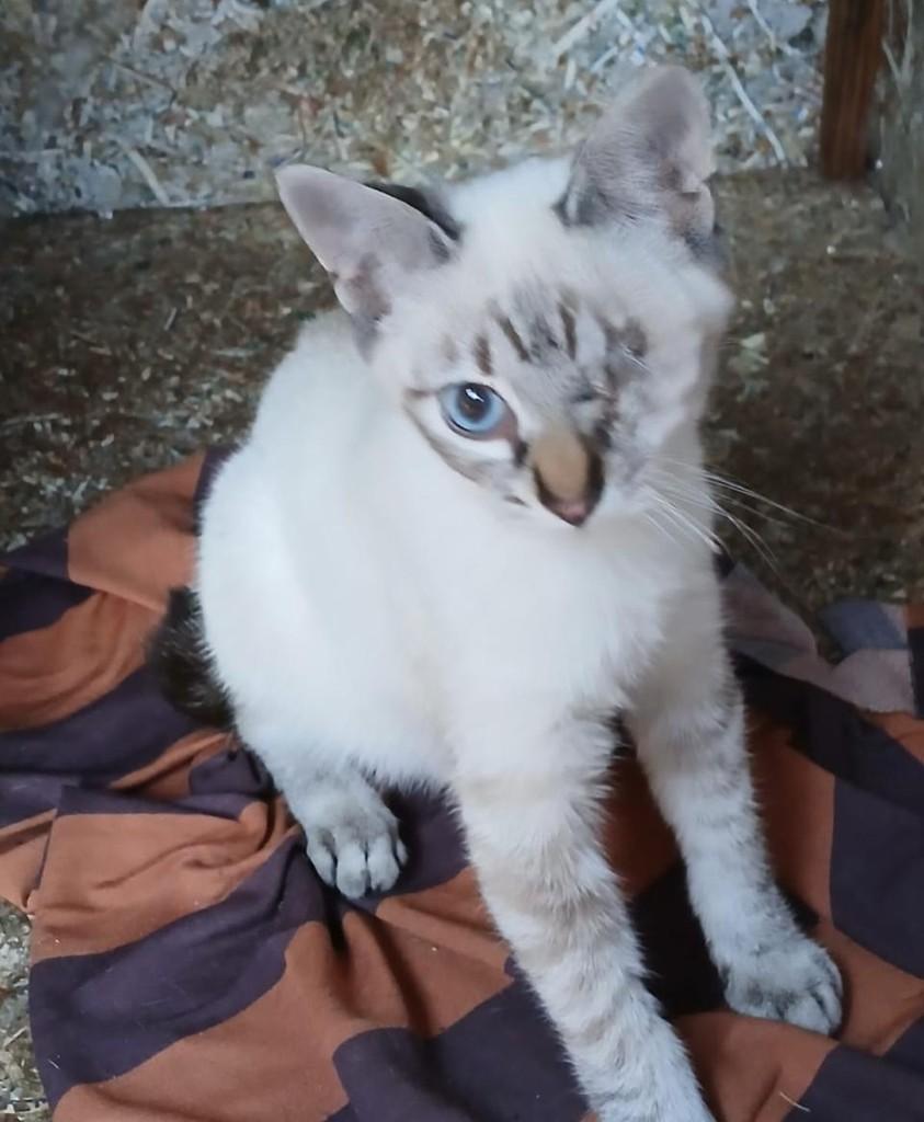 Docinho, gato de porte pequeno para adoção em Bauru - SP