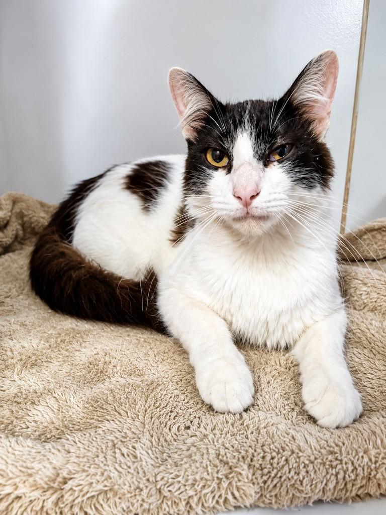 Antônio, gato de porte médio para adoção em Bauru - SP
