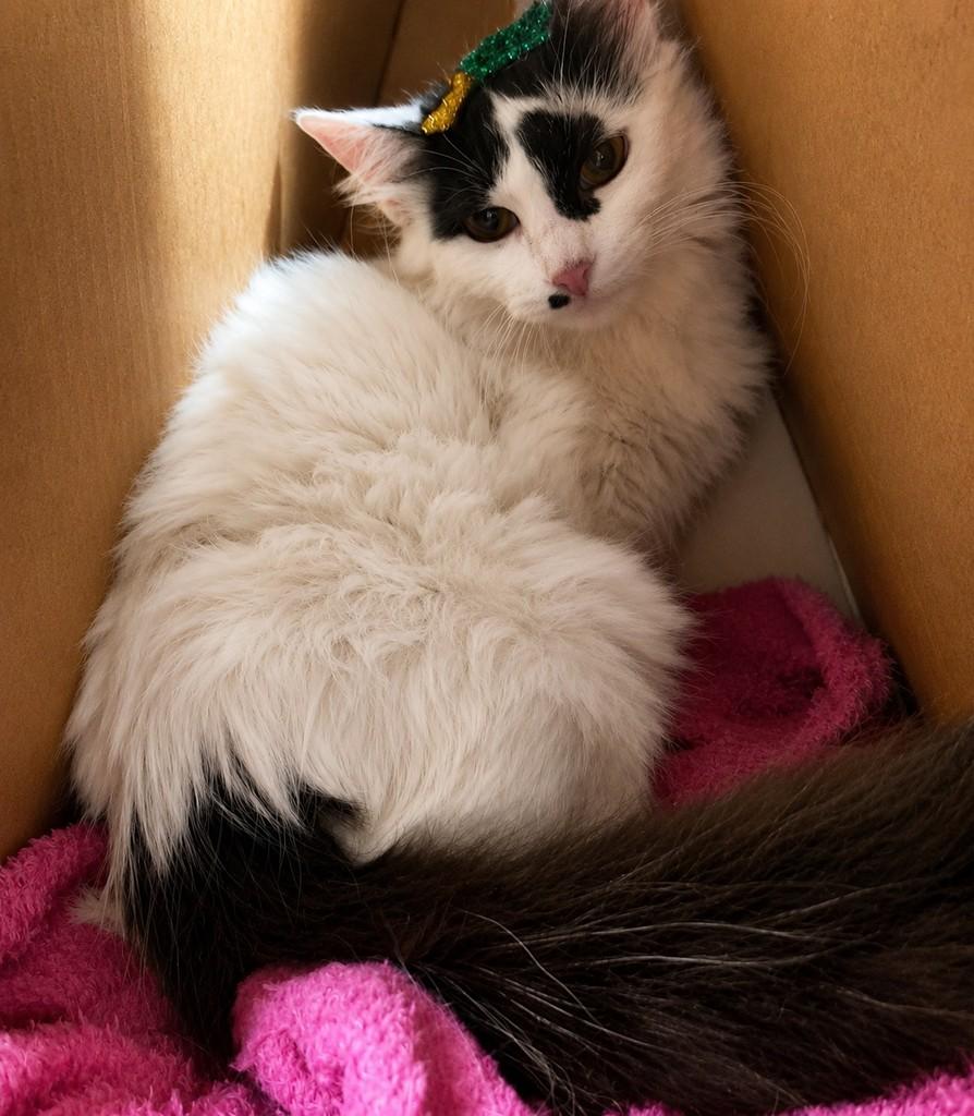 Blondie, gato de porte pequeno para adoção em Bauru - SP