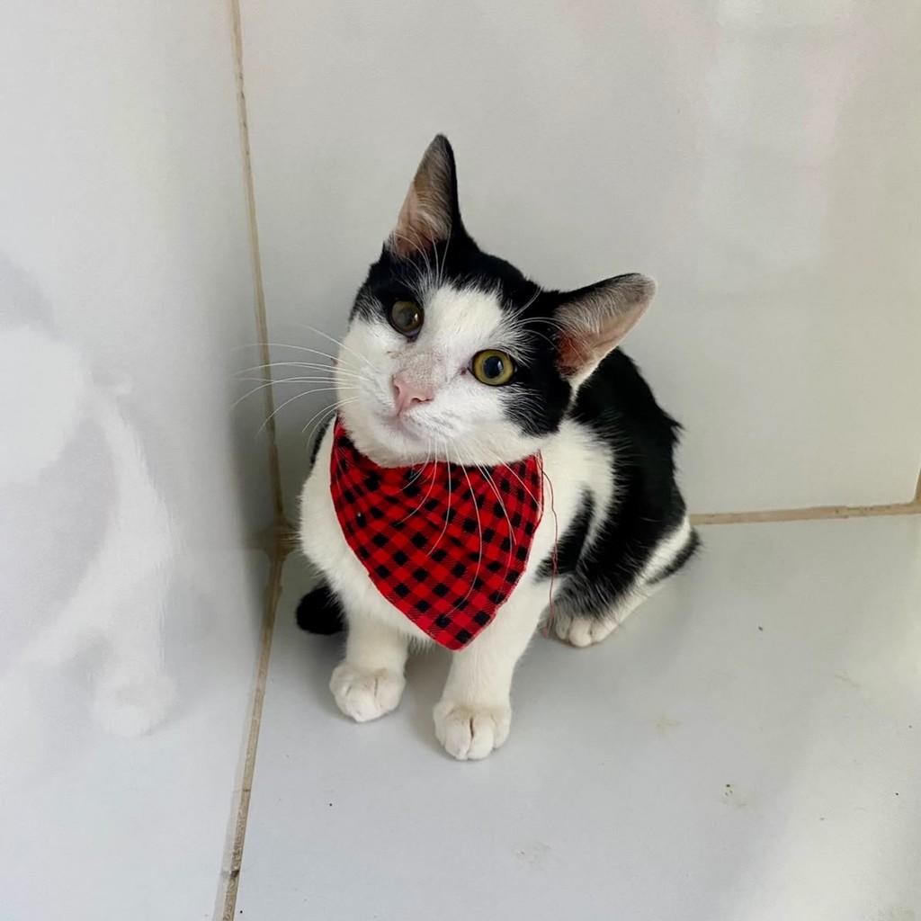 Fitz, gato de porte pequeno para adoção em Bauru - SP