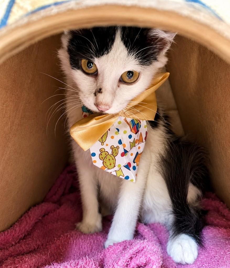 Heart, gato de porte pequeno para adoção em Bauru - SP