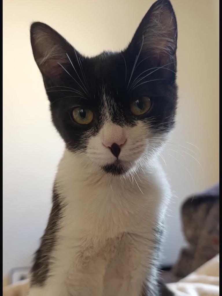Amorzinha, gato de porte pequeno para adoção em Bauru - SP