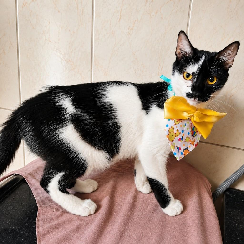 Berlin, gata de porte pequeno para adoção em Bauru - SP