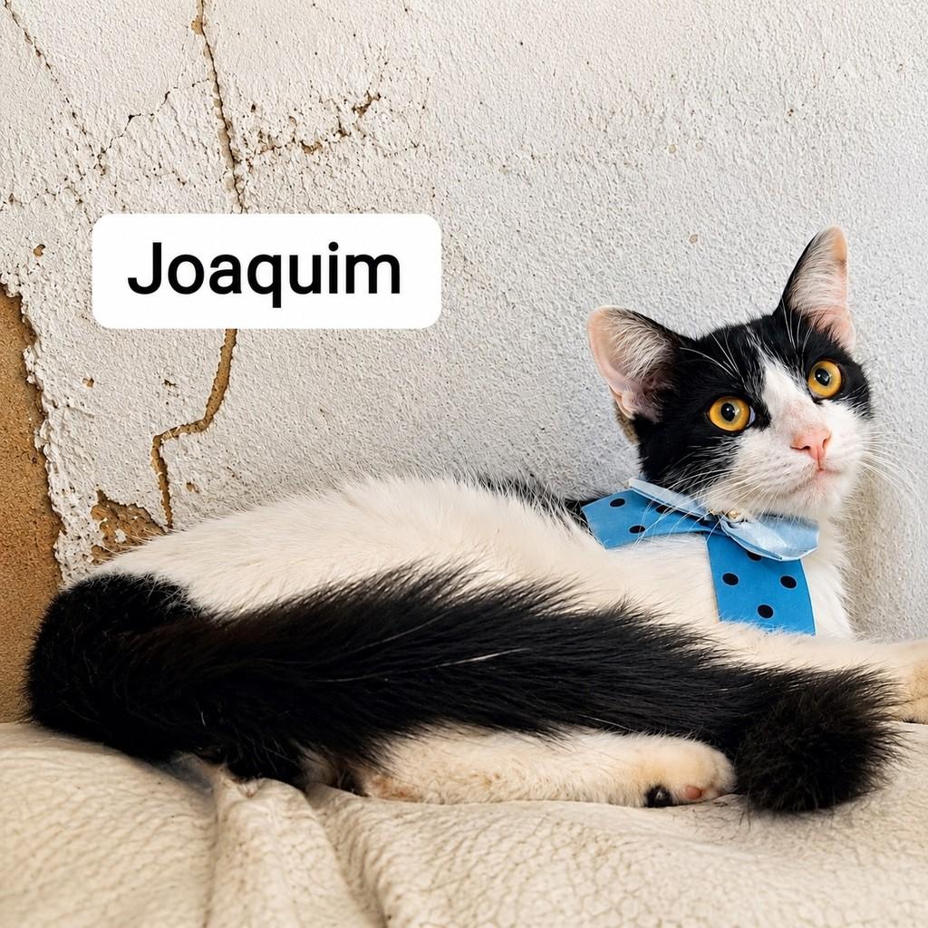 Joaquim, gato de porte pequeno para adoção em Bauru - SP