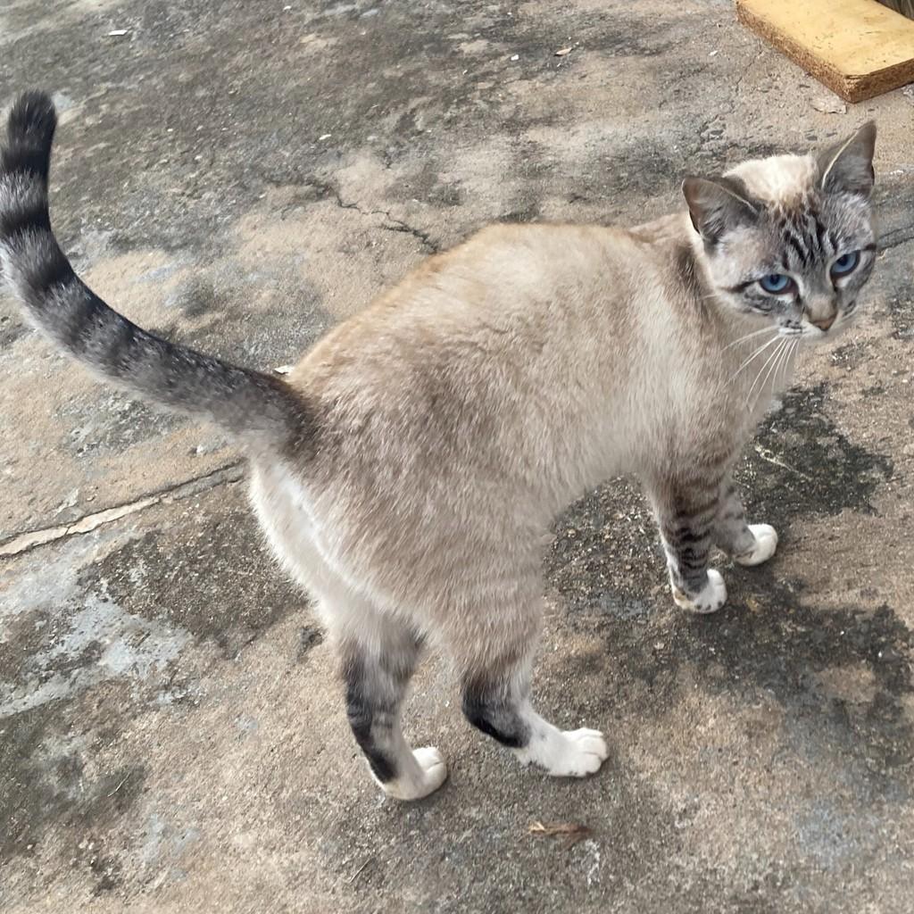 Mia, gata de porte pequeno para adoção em Bauru - SP