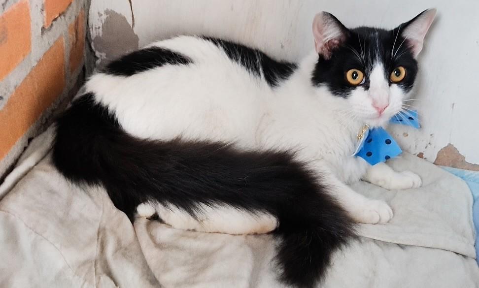 Joaquim (Jojo), gato de porte pequeno para adoção em Bauru - SP