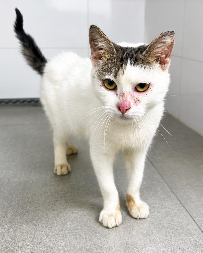 Abel, gato de porte pequeno para adoção em Bauru - SP