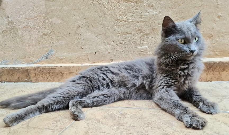 Gray, gato de porte médio para adoção em Bauru - SP