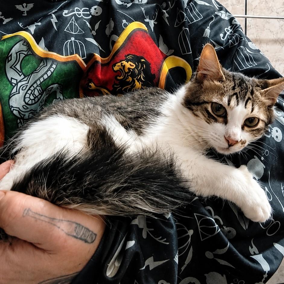 Biscoito, gato de porte pequeno para adoção em Bauru - SP