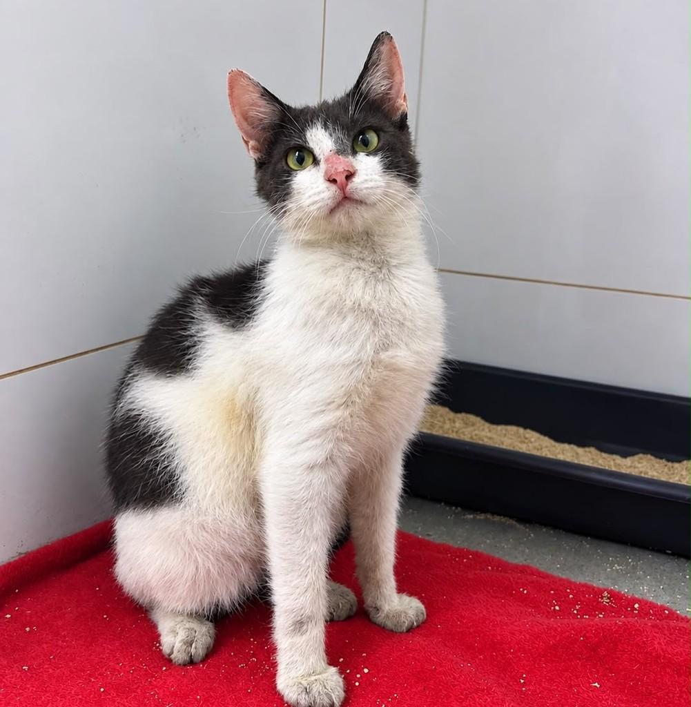 Hommer, gato de porte pequeno para adoção em Bauru - SP