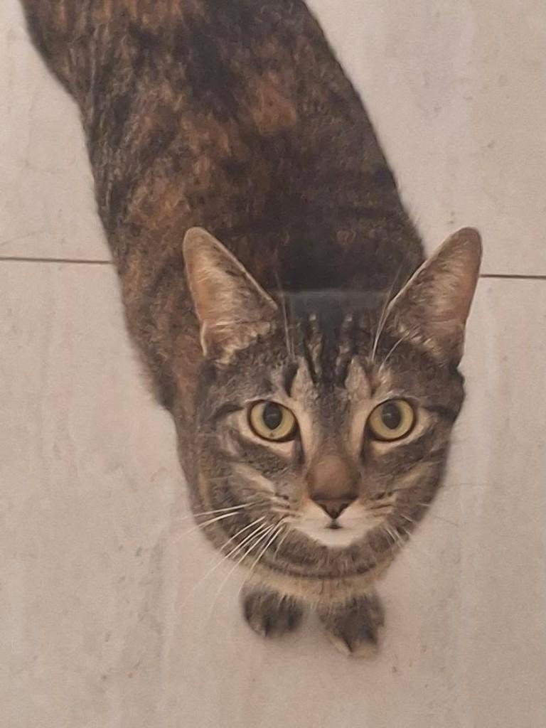 Brisa, gata de porte pequeno para adoção em Bauru - SP