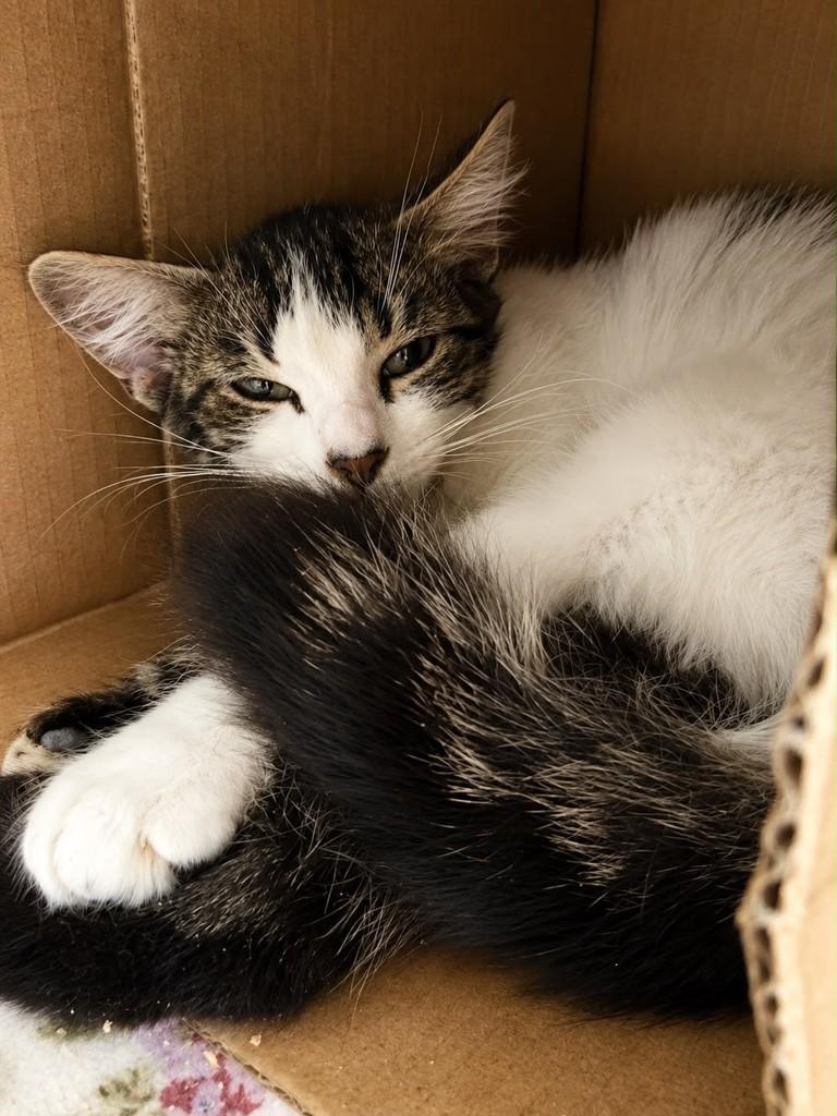 Quindim, gato de porte pequeno para adoção em Bauru - SP