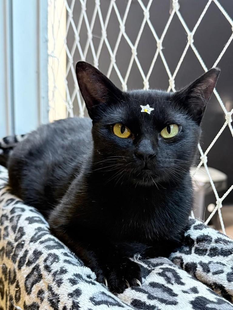 Morgana, gata de porte médio para adoção em Bauru - SP