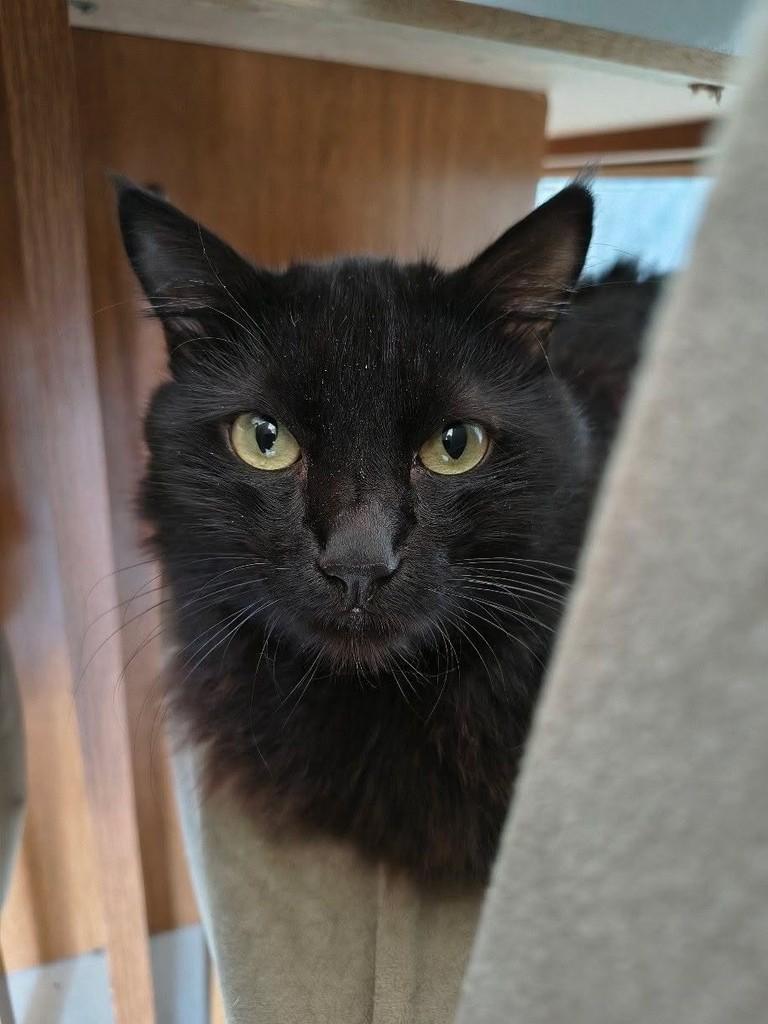 Domingo, gato de porte médio para adoção em Bauru - SP