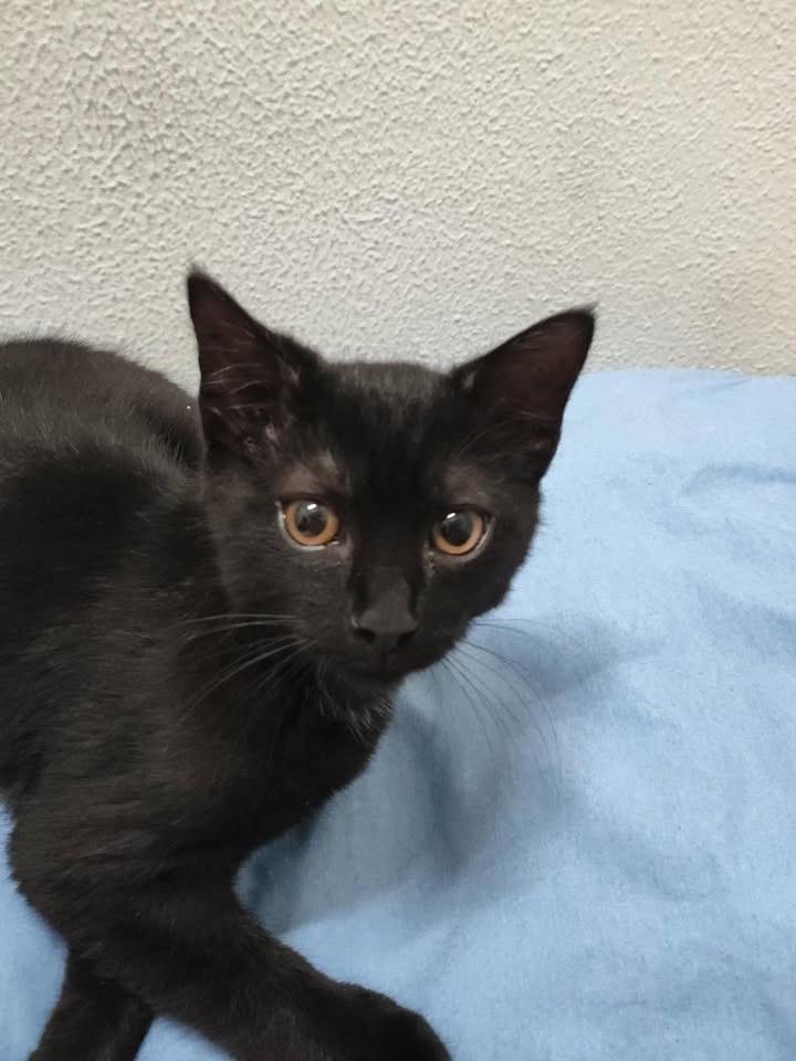 Sushi, gato de porte pequeno para adoção em Bauru - SP
