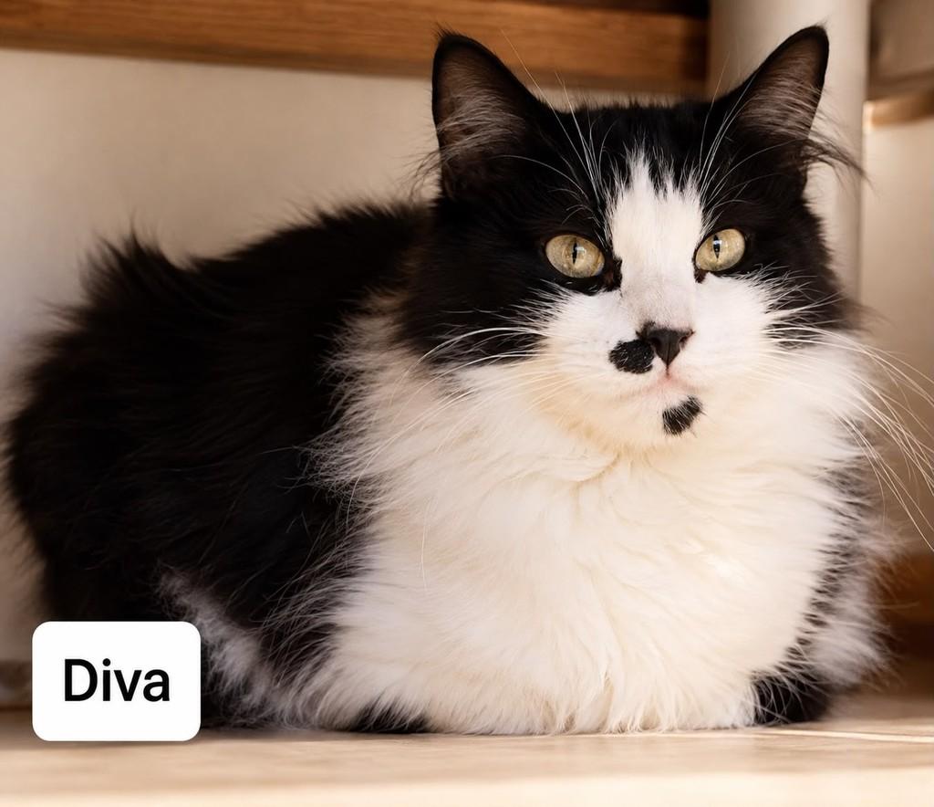 Diva, gata de porte médio para adoção em Bauru - SP