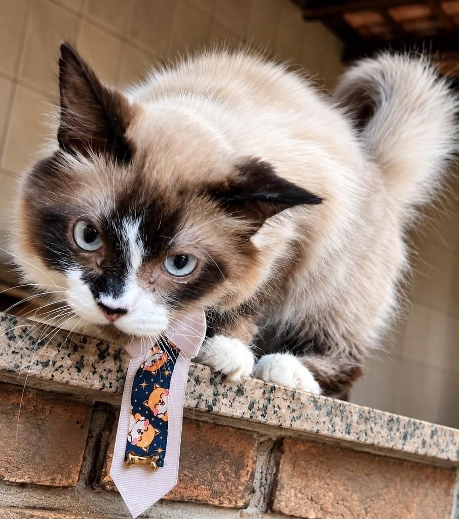 Joca, gato de porte médio para adoção em Bauru - SP
