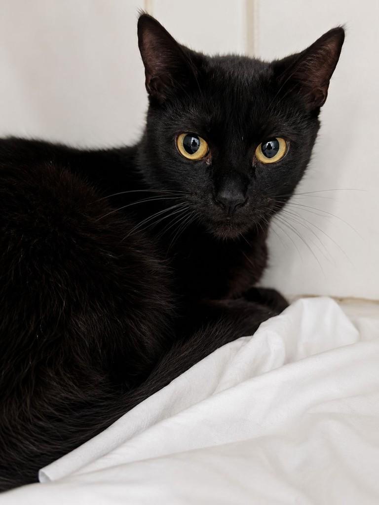 Mitty, gata de porte pequeno para adoção em Bauru - SP