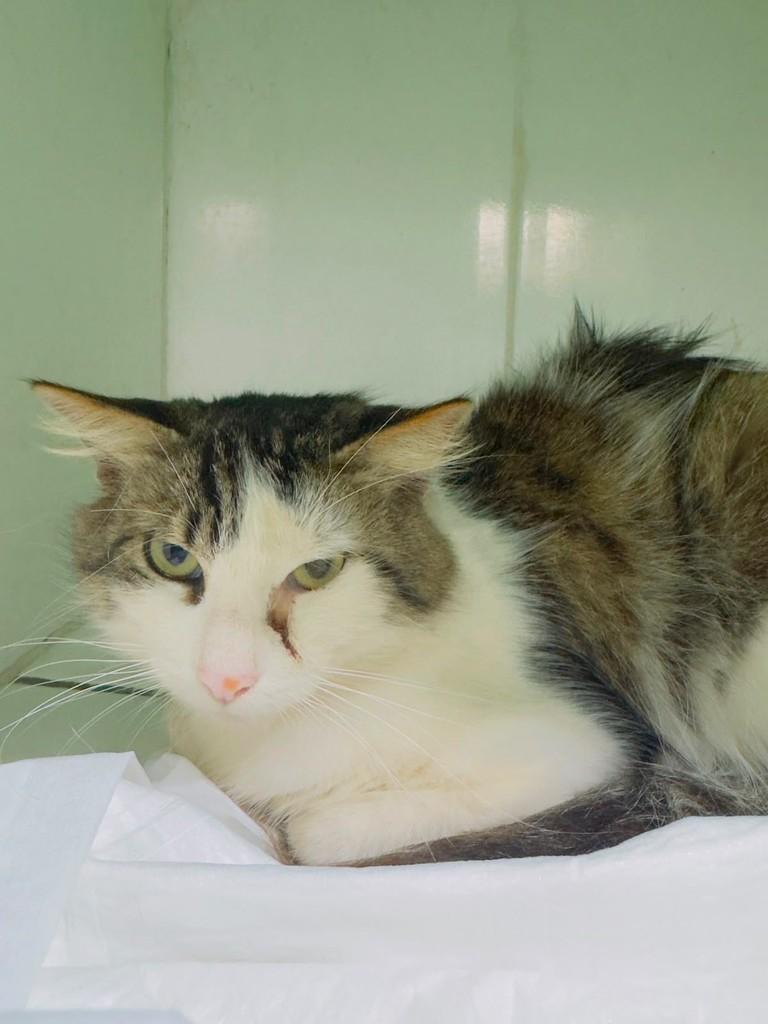 Milo, gato de porte médio para adoção em Bauru - SP