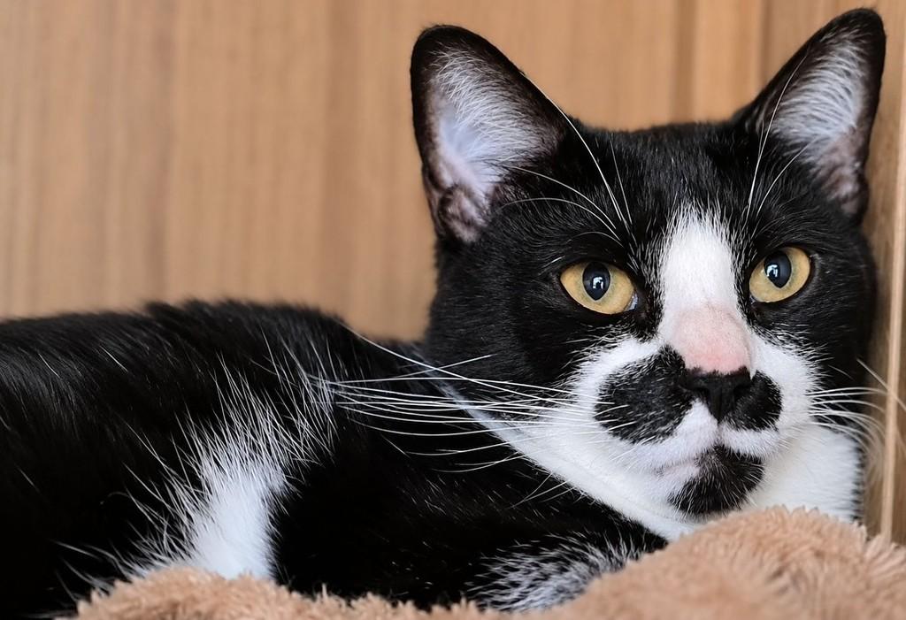Bigo, gato de porte médio para adoção em Bauru - SP