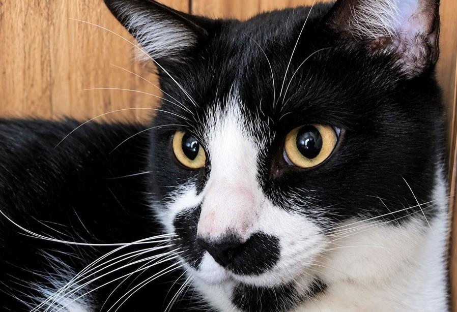Bigo, gato de porte médio para adoção em Bauru - SP — foto 2 de 5
