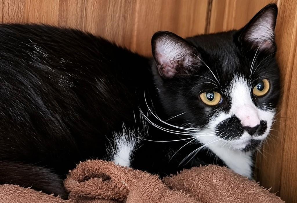 Bigo, gato de porte médio para adoção em Bauru - SP — foto 3 de 5