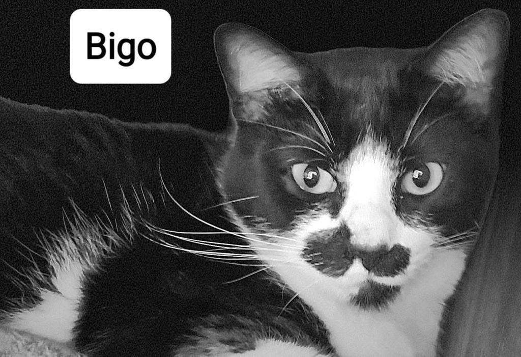 Bigo, gato de porte médio para adoção em Bauru - SP — foto 4 de 5
