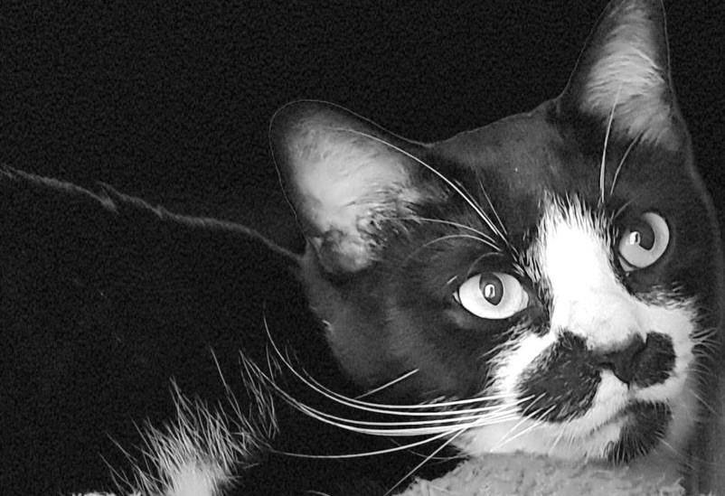 Bigo, gato de porte médio para adoção em Bauru - SP — foto 5 de 5