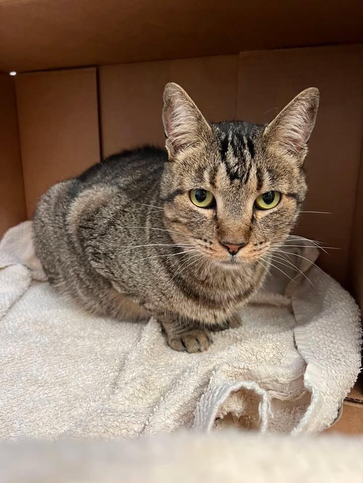 Cinzão, gato de porte pequeno para adoção em Bauru - SP